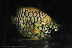 Cleidopus gloriamaris