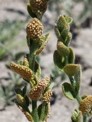 Puccinia cressae