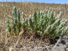 Chloropyron palmatum