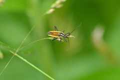 Leptopterna dolabrata