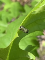 Synolabus bipustulatus