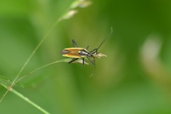 Leptopterna dolabrata