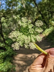 Angelica californica
