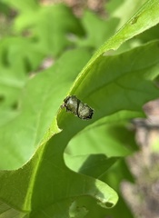 Synolabus bipustulatus