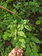 Angelica californica