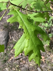 Synolabus bipustulatus