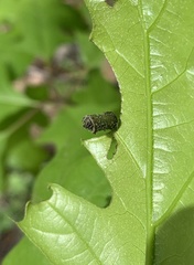 Synolabus bipustulatus