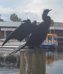 Anhinga anhinga