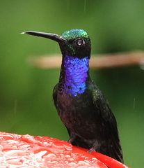 Campylopterus villaviscensio