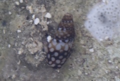 Mitrella ocellata
