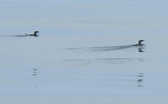 Synthliboramphus scrippsi