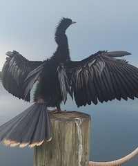 Anhinga anhinga