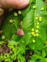 Phylloxera caryaeglobuli