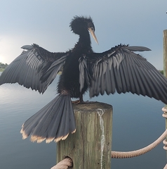 Anhinga anhinga