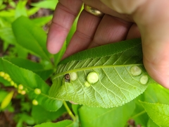 Phylloxera caryaeglobuli