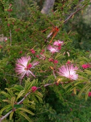 Calliandra parvifolia