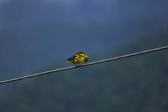 Chloris spinoides