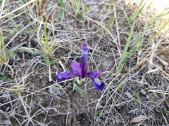Iris uniflora