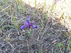 Iris uniflora