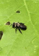 Andrena vicina