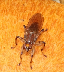 Tapeigaster annulipes