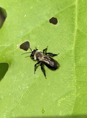 Andrena vicina