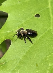 Andrena vicina