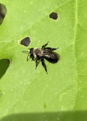 Andrena vicina