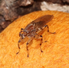 Tapeigaster annulipes