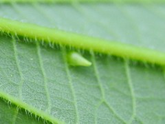 Celticecis spiniformis