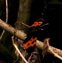 Mechanitis messenoides deceptus