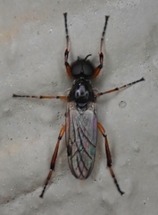 Bibio xanthopus