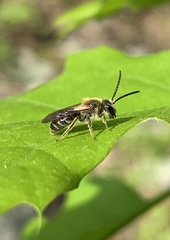 Andrena miserabilis