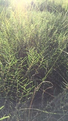 Indigofera linifolia