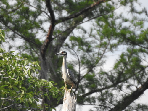 Nyctanassa violacea image