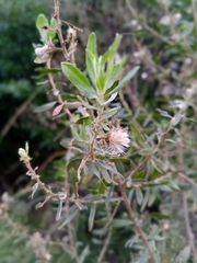 Baccharis dracunculifolia