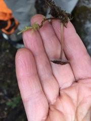 Laccaria masoniae