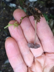 Laccaria masoniae