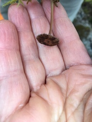 Laccaria masoniae