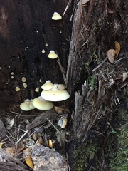 Crepidotus praecipuus