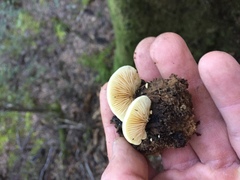 Crepidotus praecipuus