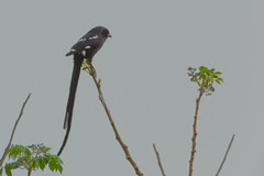 Lanius melanoleucus melanoleucus