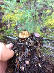 Lycoperdon compactum