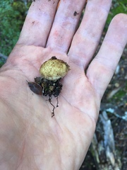 Lycoperdon compactum