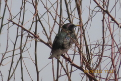 Sturnus vulgaris