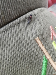 Pseudomyrmex gracilis