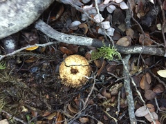 Lycoperdon compactum