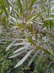 Pouteria salicifolia