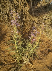 Penstemon angustifolius venosus
