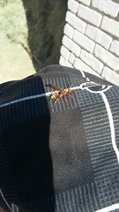 Polistes badius